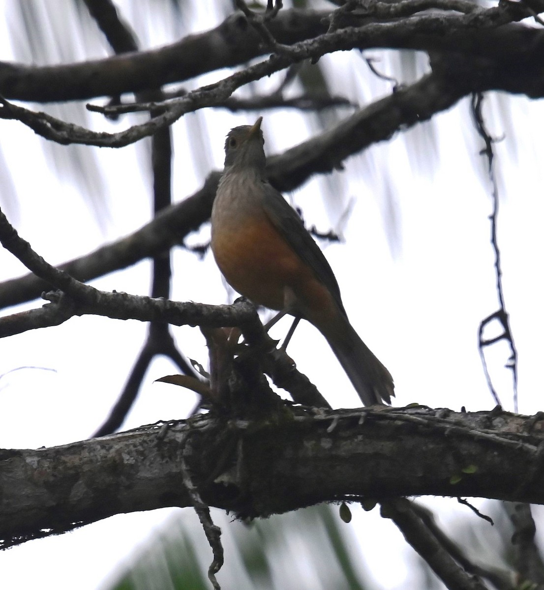 Rufous-bellied Thrush - ML623897512