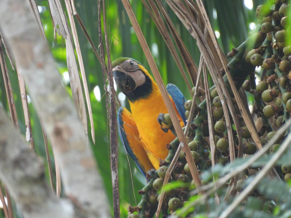 Guacamayo Azuliamarillo - ML623897518