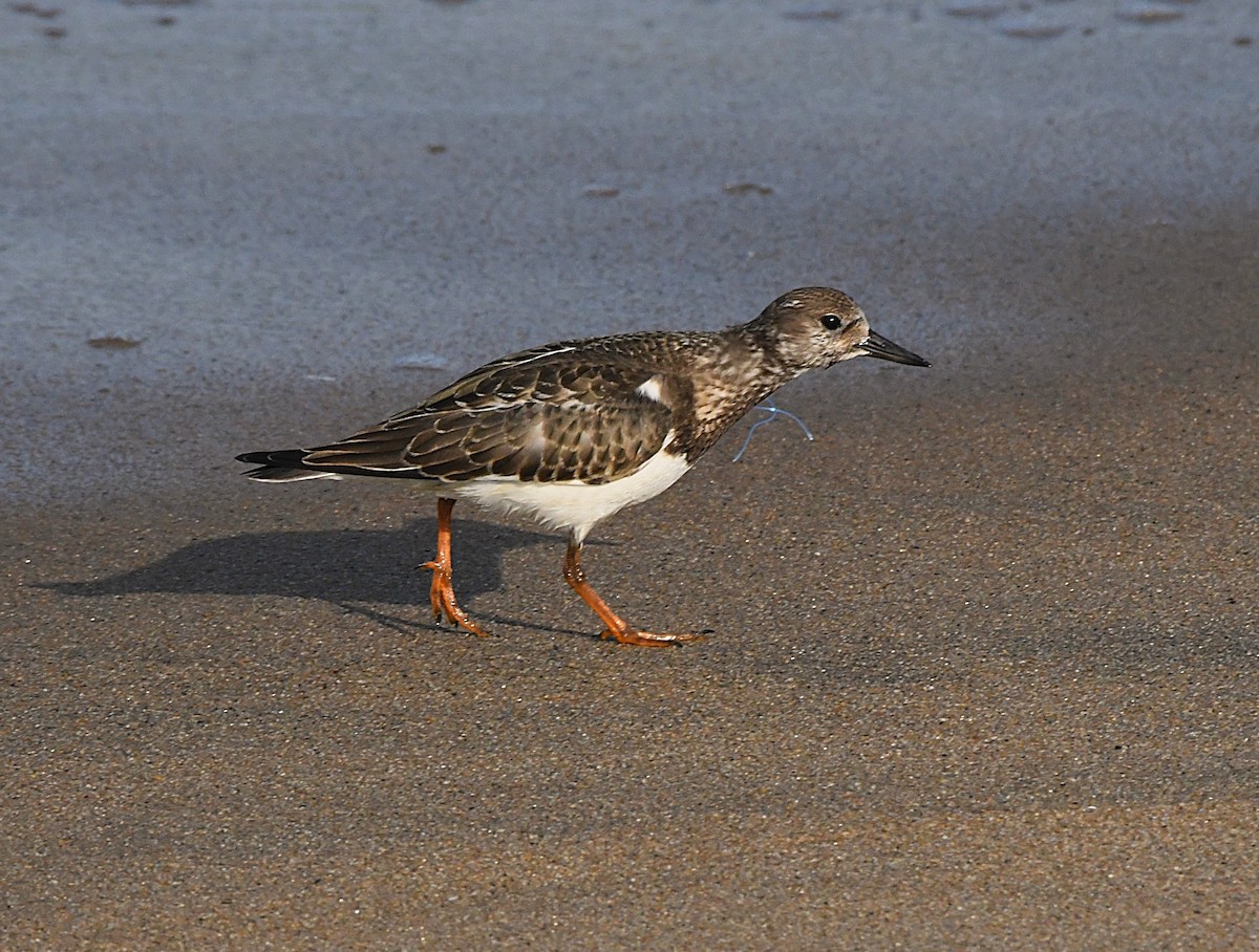 Ruddy Turnstone - ML623897519