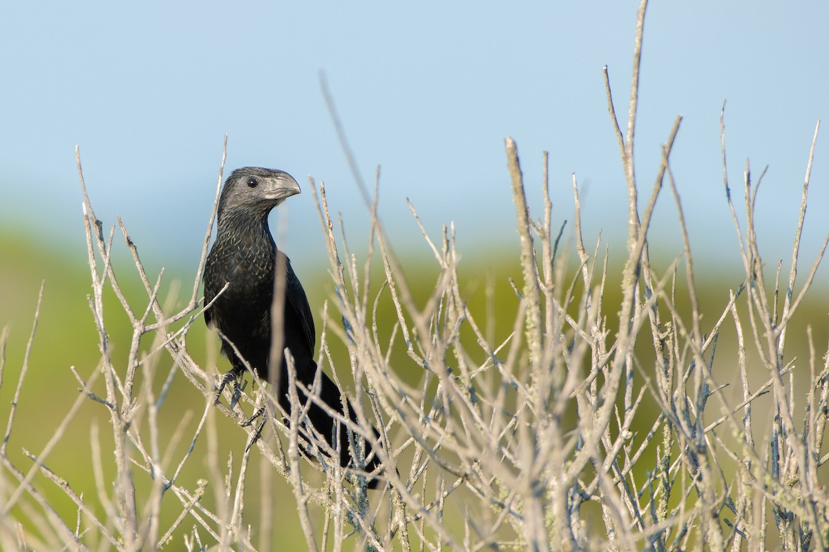 Groove-billed Ani - ML623897523