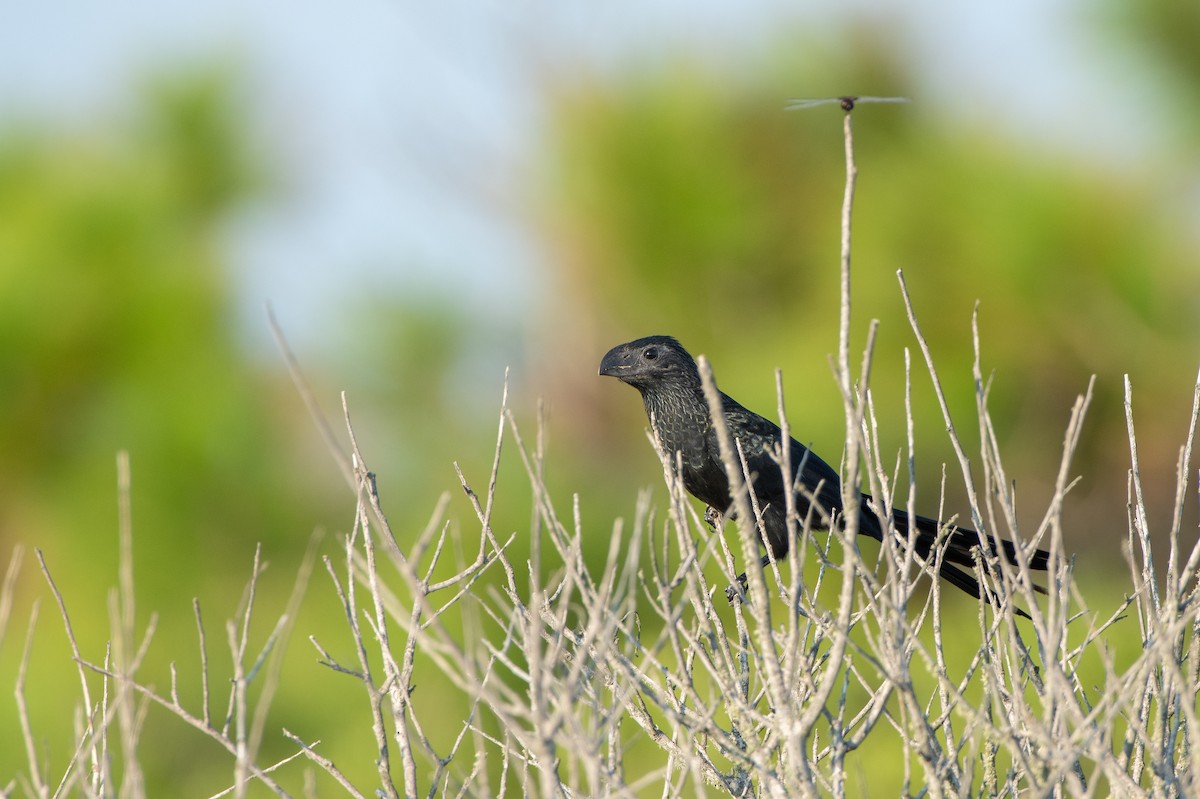 Groove-billed Ani - ML623897524