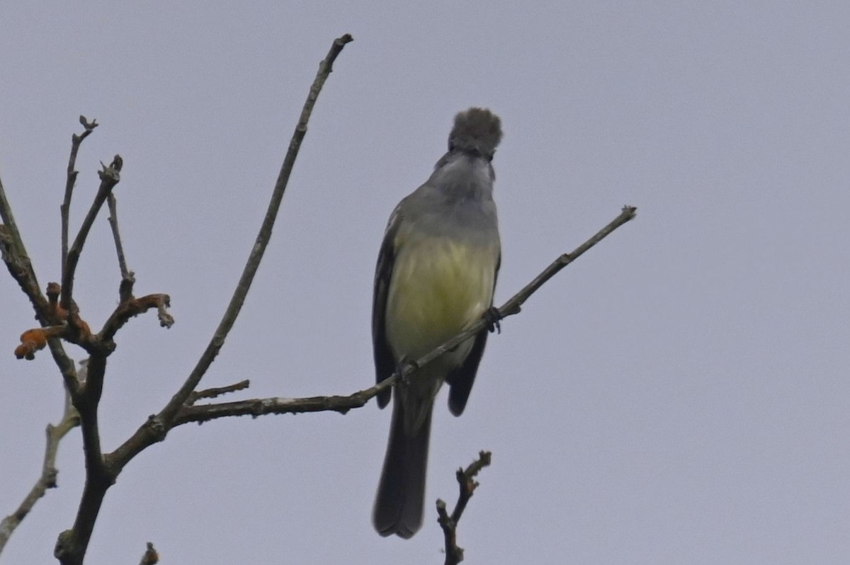 Short-crested Flycatcher - Carol Thompson