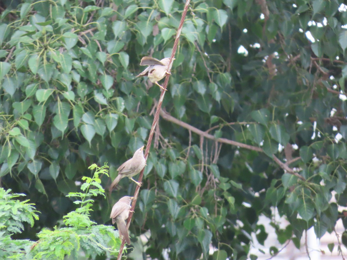 Jungle Babbler - ML623897535