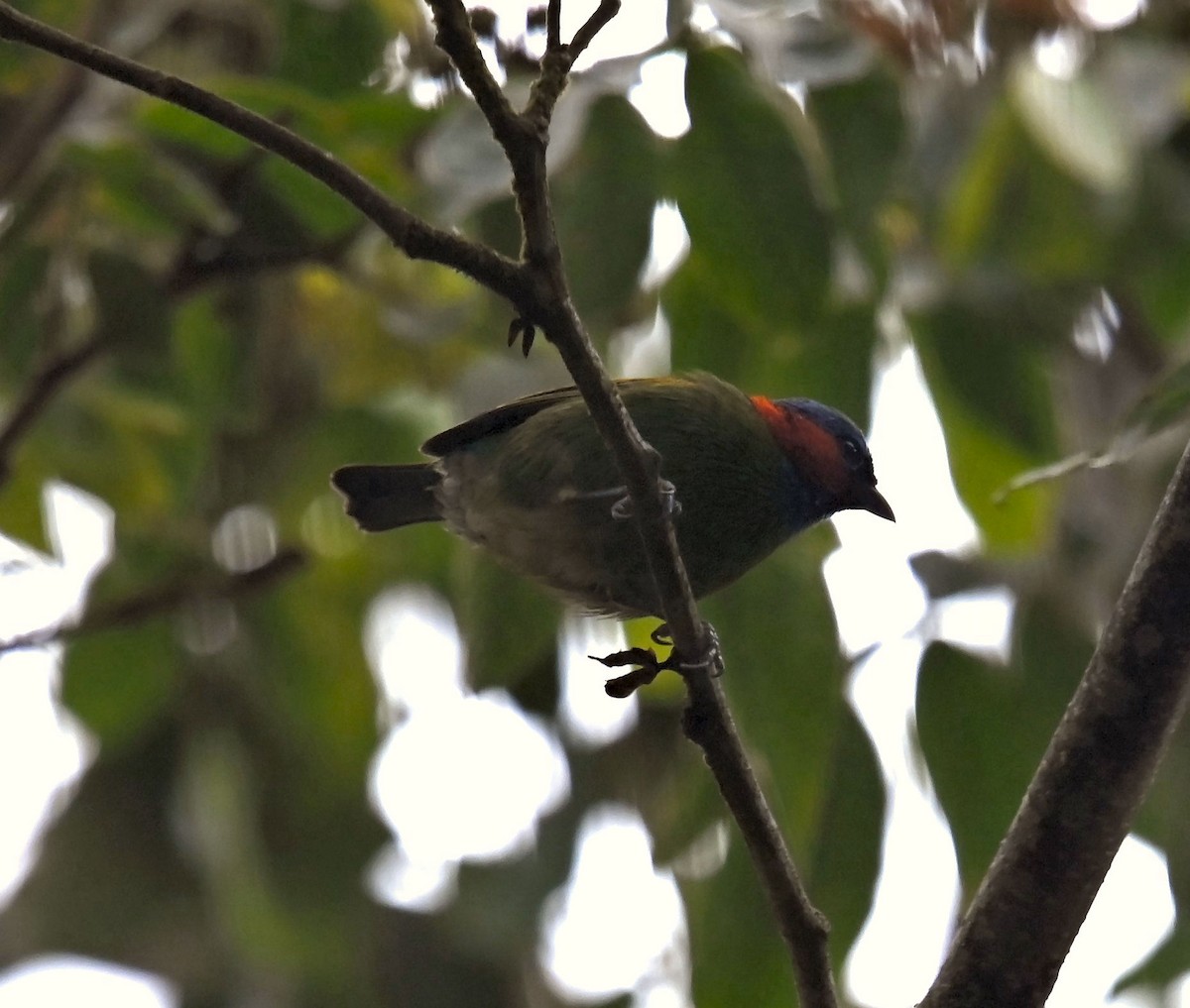 Red-necked Tanager - ML623897548