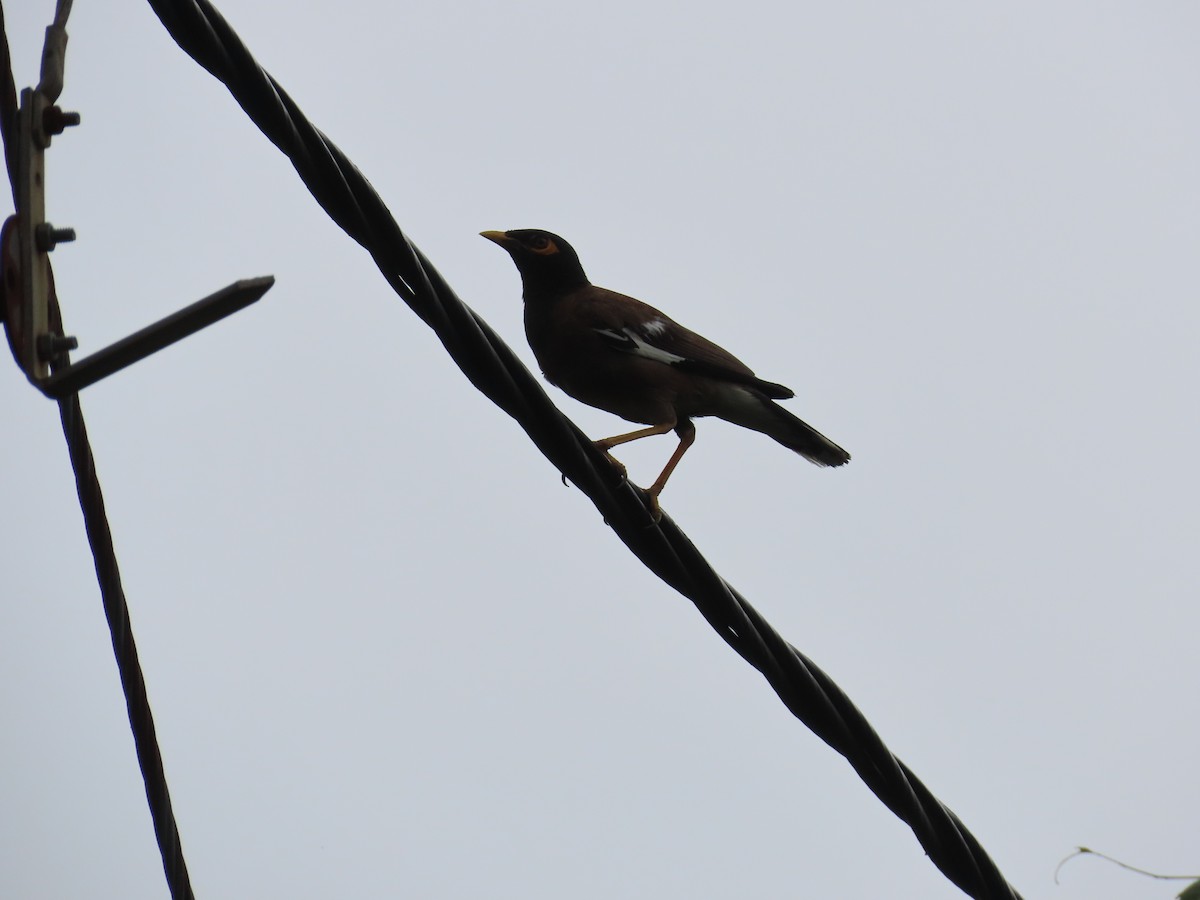 Common Myna - ML623897549