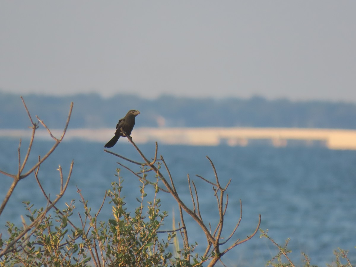 Groove-billed Ani - ML623897550