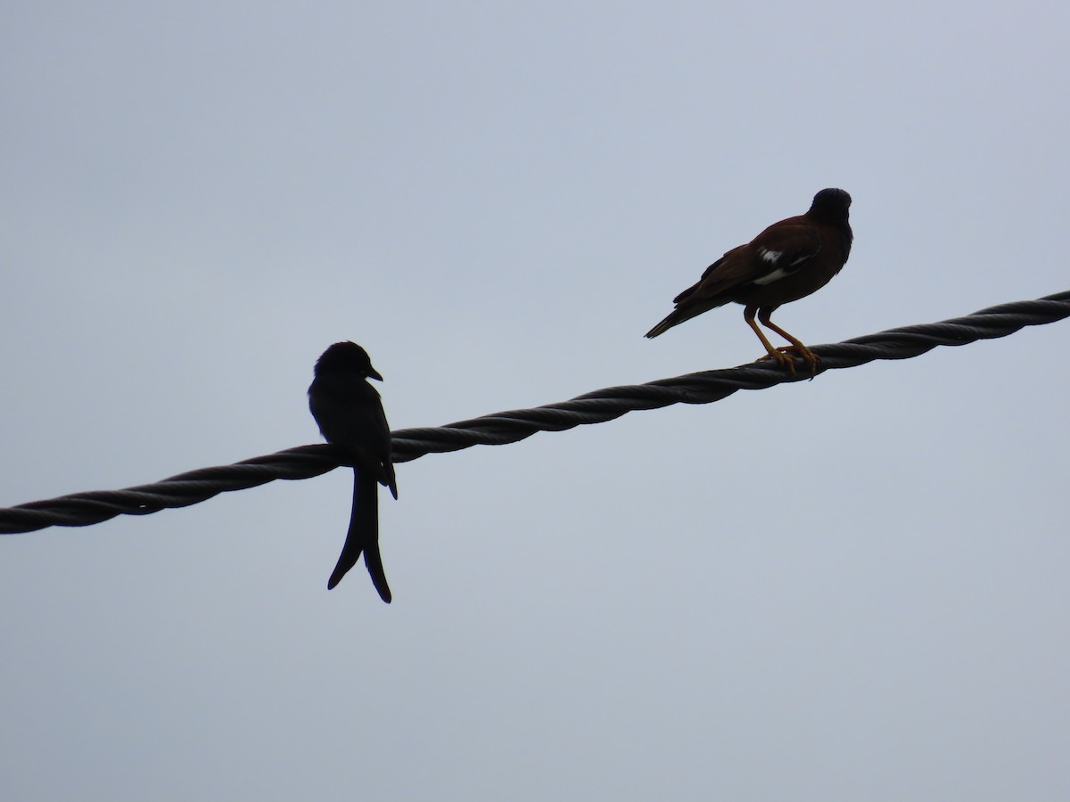 Common Myna - ML623897552