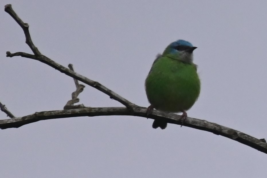 Blue Dacnis - ML623897554