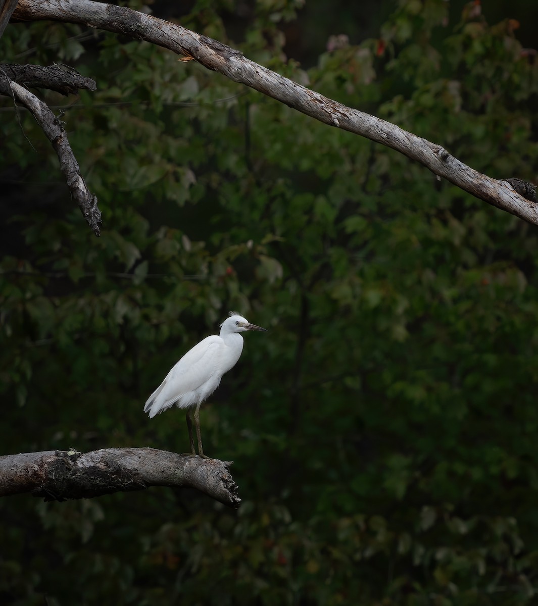 Little Blue Heron - ML623897577