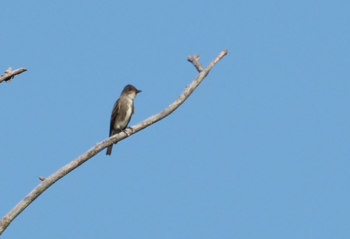 Olive-sided Flycatcher - ML623897588