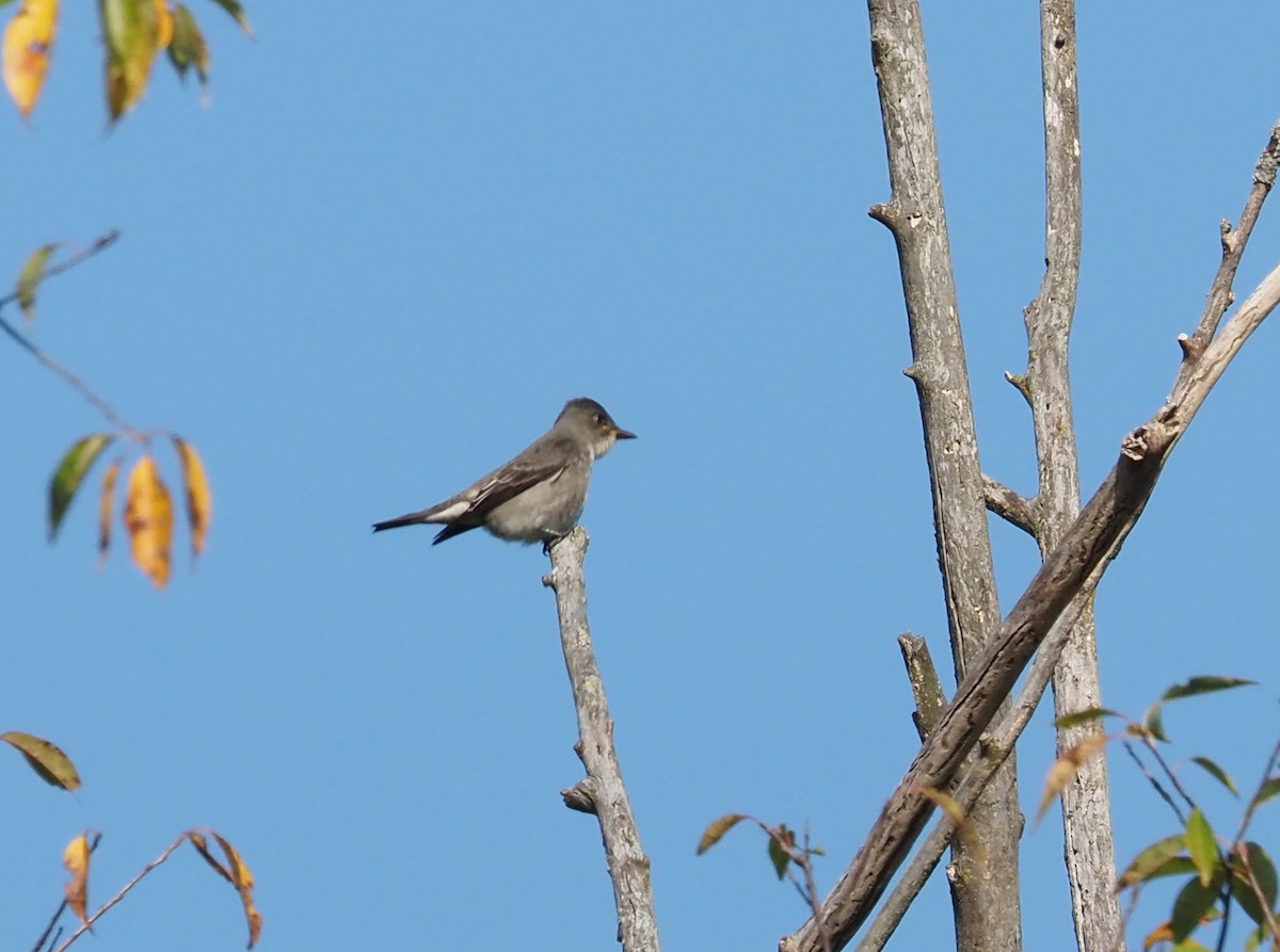 Olive-sided Flycatcher - ML623897589