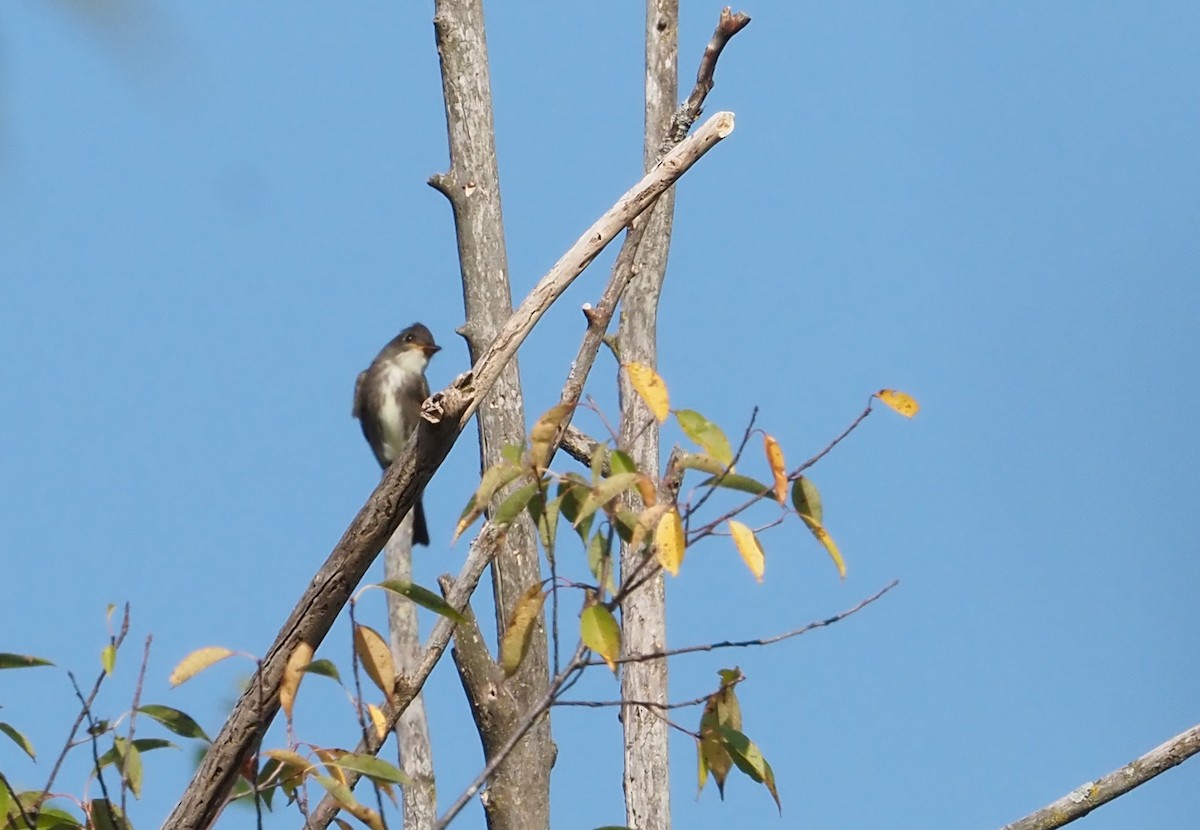 Olive-sided Flycatcher - ML623897590