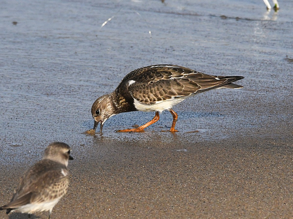 Ruddy Turnstone - mathew thekkethala