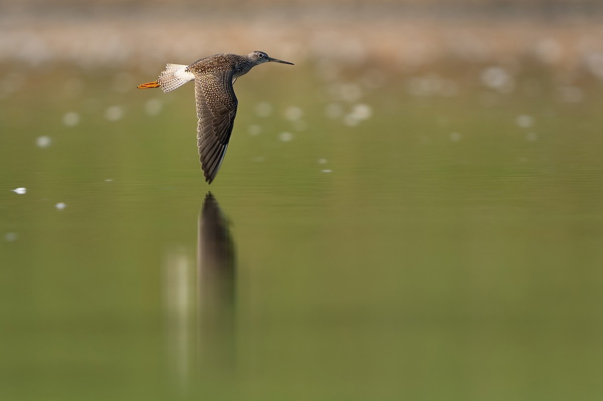 Greater Yellowlegs - ML623897602