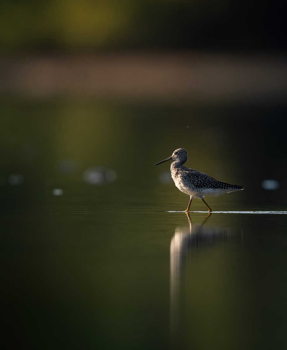 Greater Yellowlegs - ML623897603