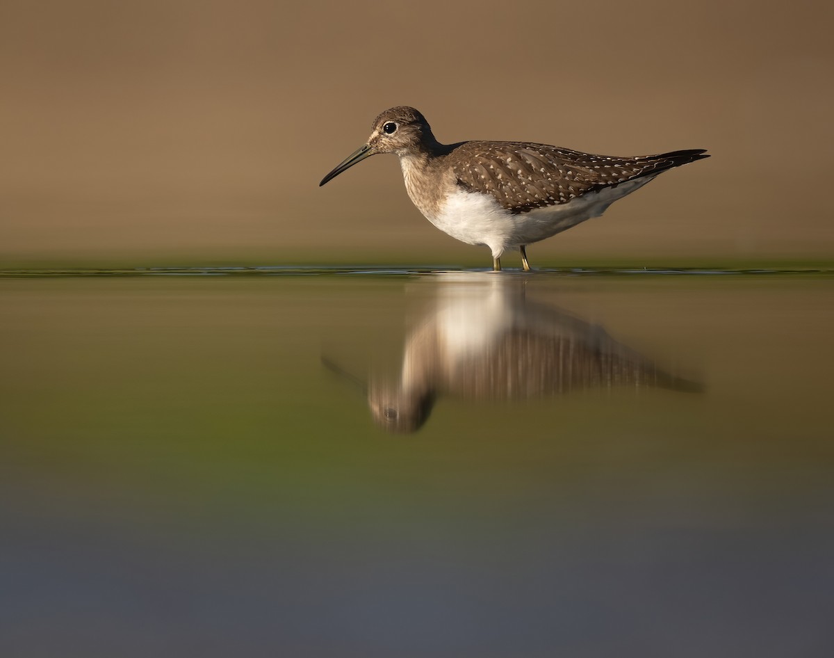 Solitary Sandpiper - ML623897610