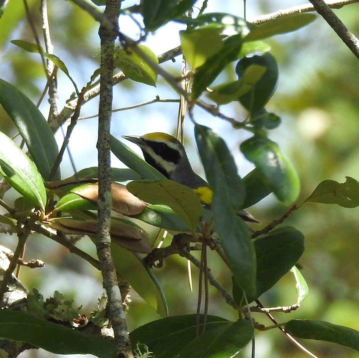 Golden-winged Warbler - ML623897627