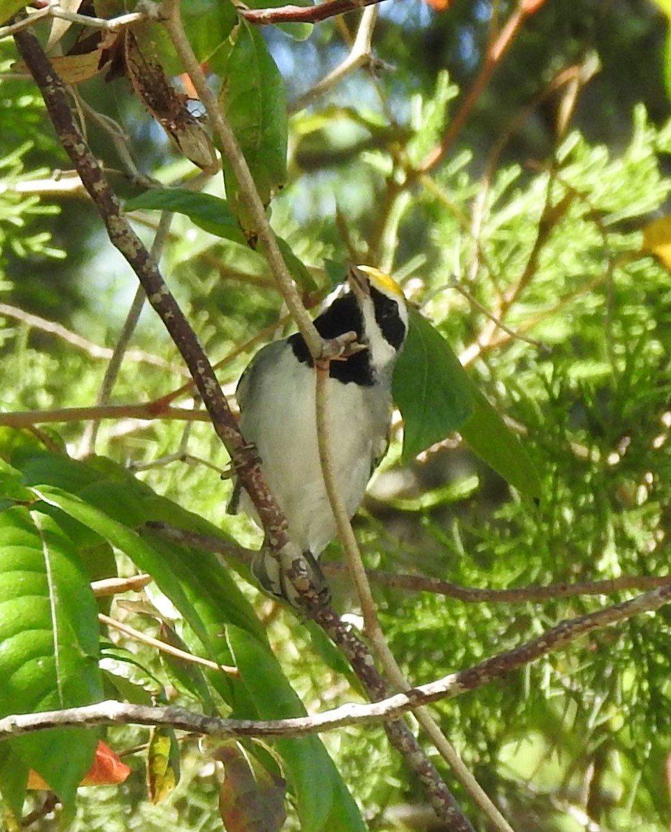 Golden-winged Warbler - Sheila Klink