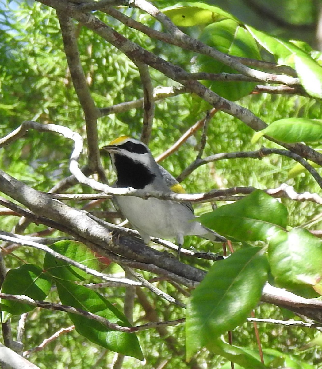 Golden-winged Warbler - Sheila Klink