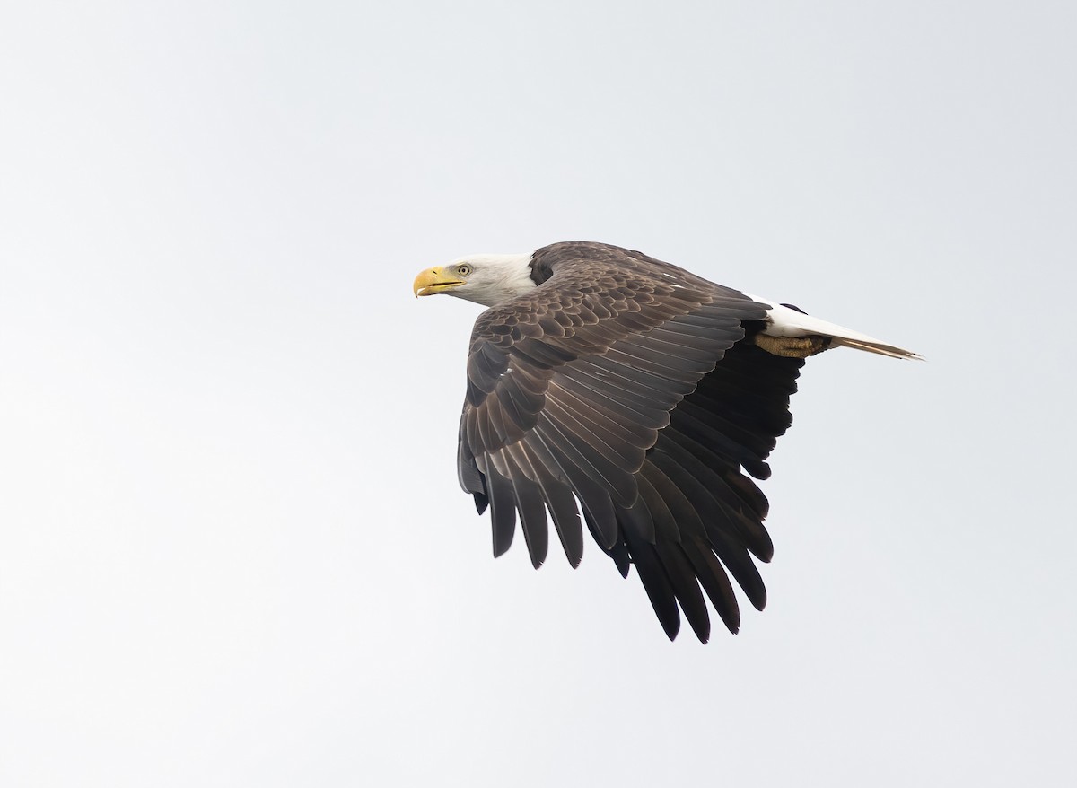 Bald Eagle - ML623897657