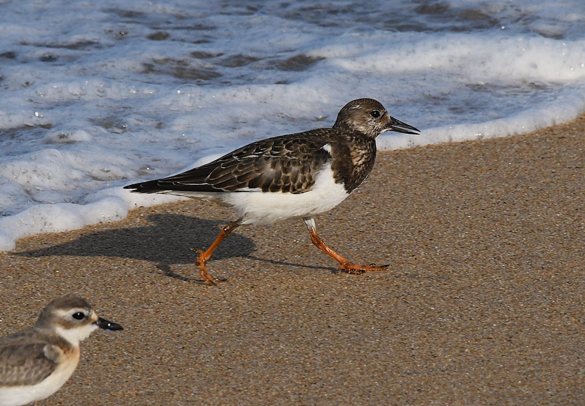 Ruddy Turnstone - ML623897660