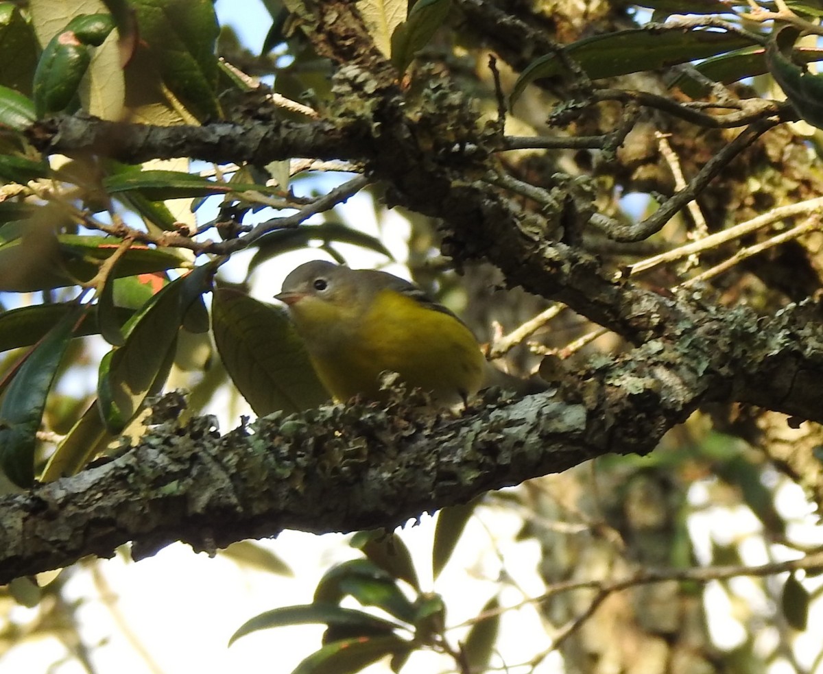 Magnolia Warbler - ML623897676