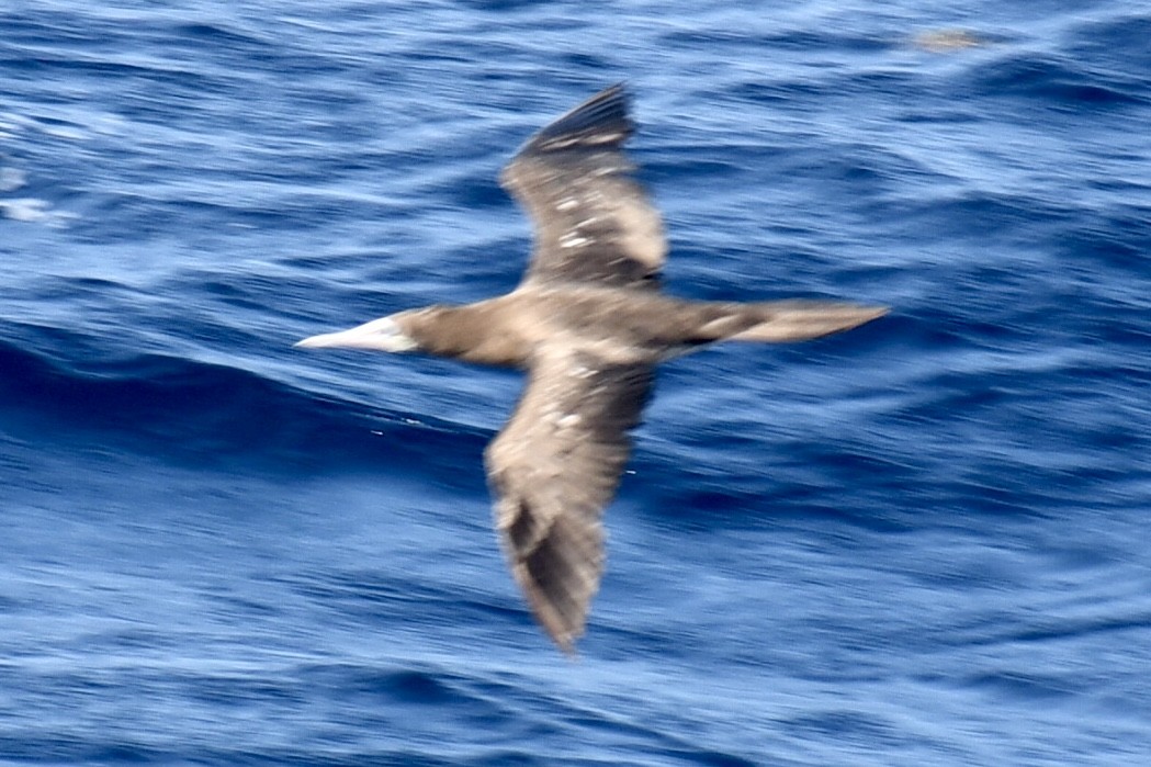 Brown Booby - Steven Weiss