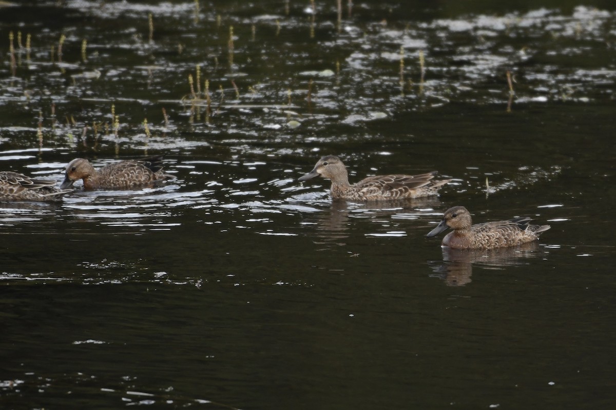 Blue-winged Teal - ML623897696