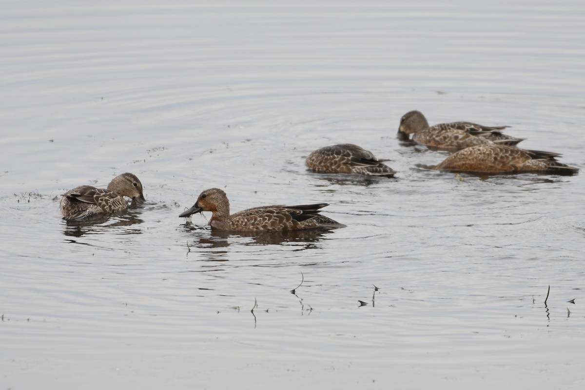 Blue-winged Teal - ML623897697