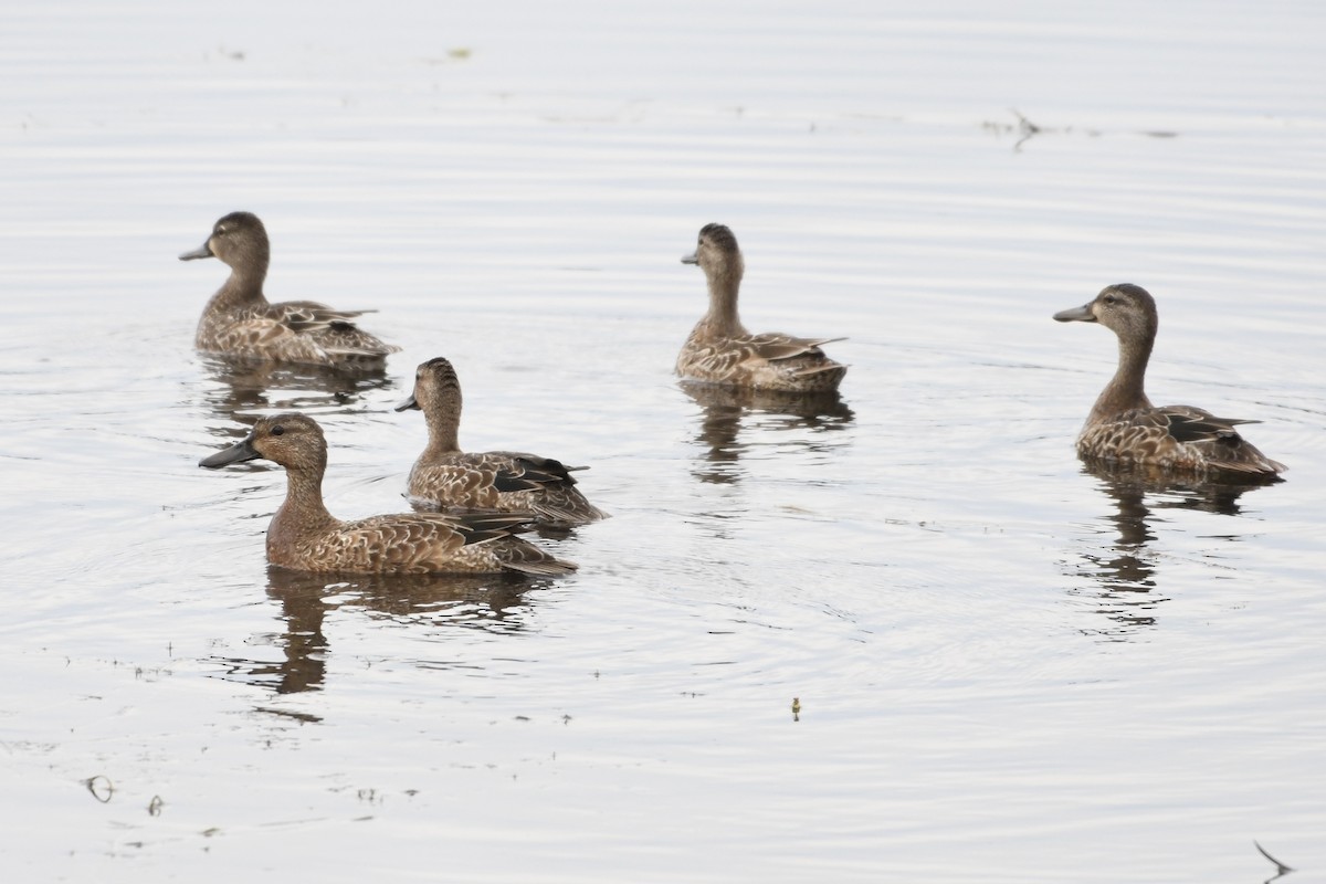 Blue-winged Teal - ML623897698