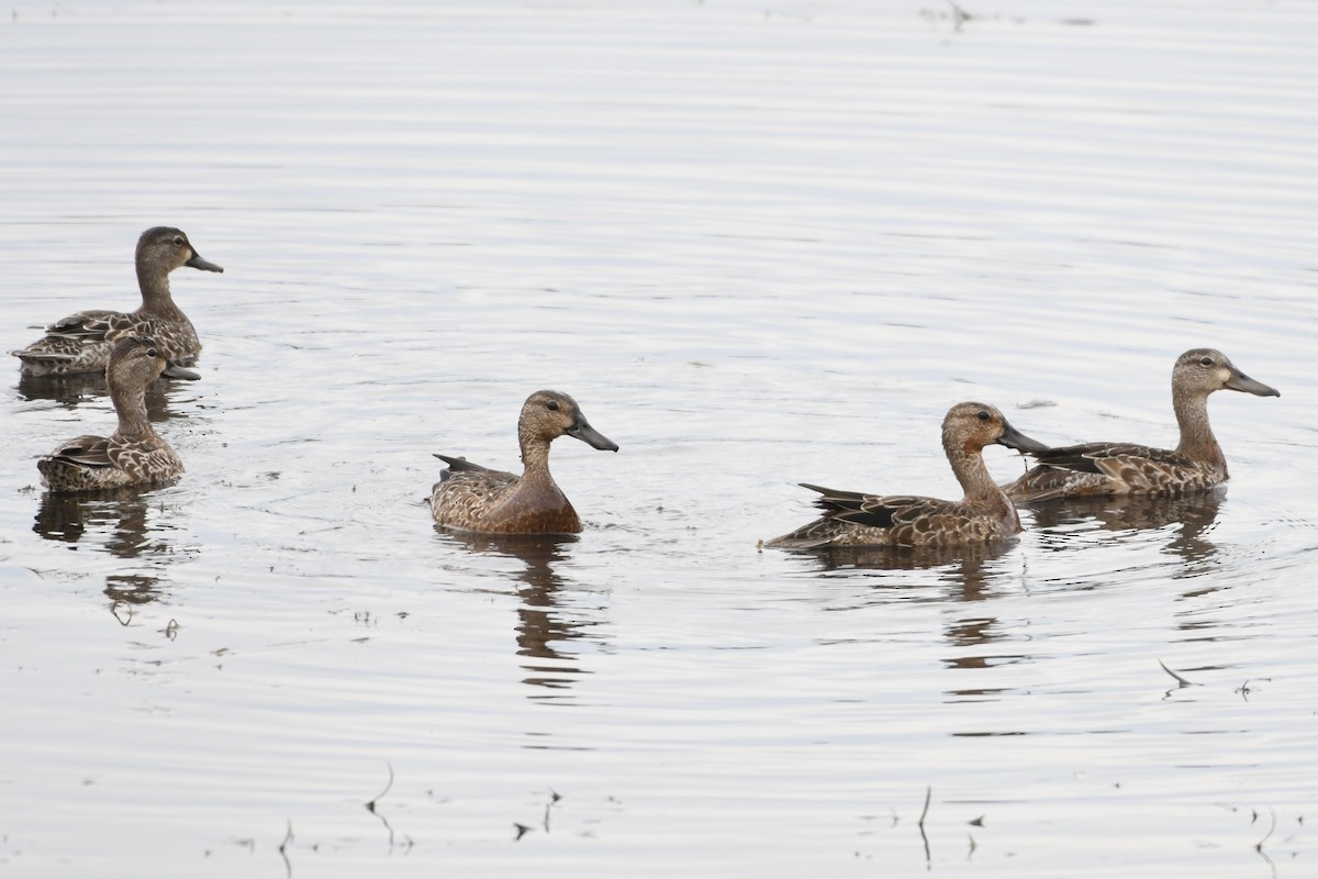 Blue-winged Teal - David Mathieu