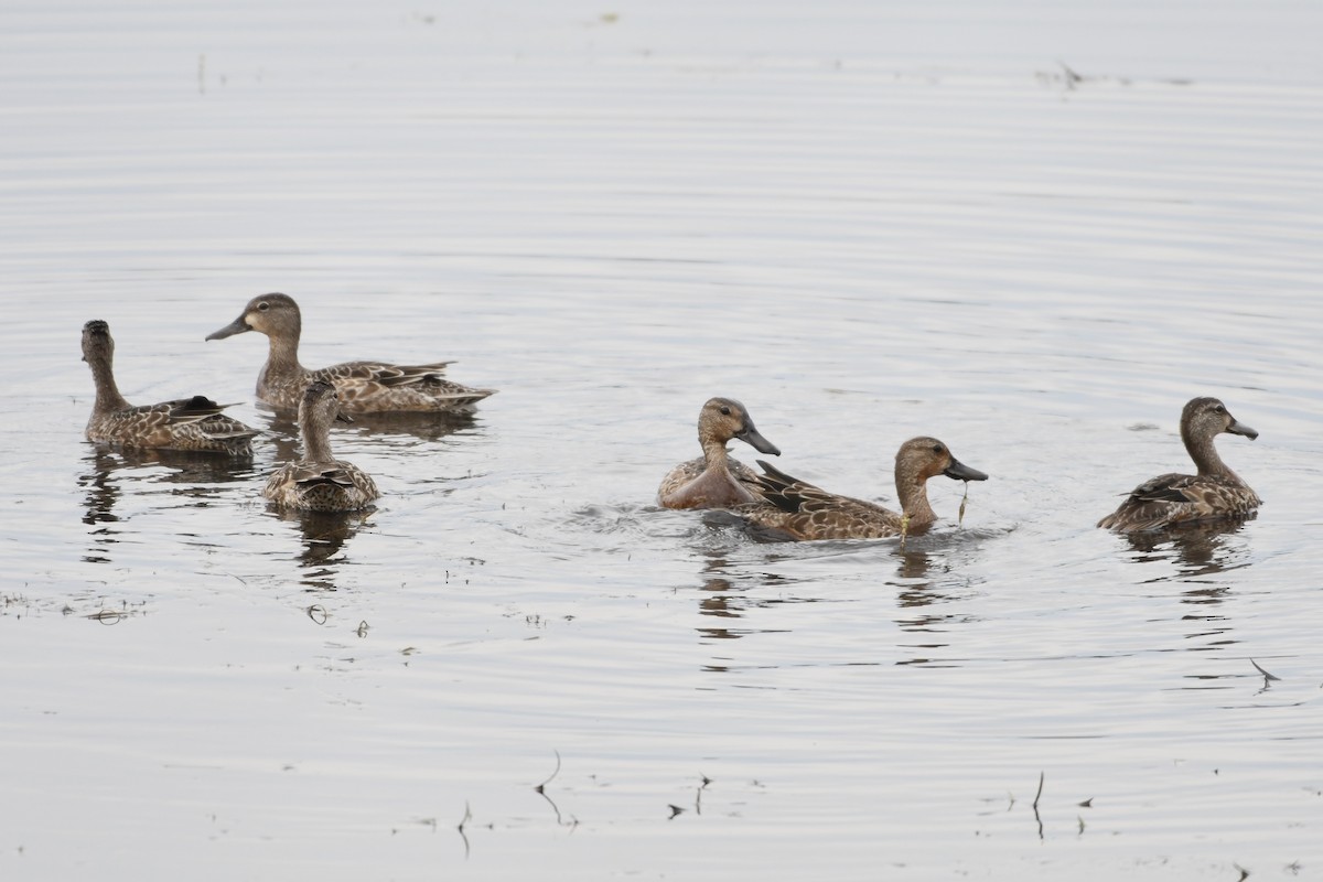 Blue-winged Teal - ML623897701