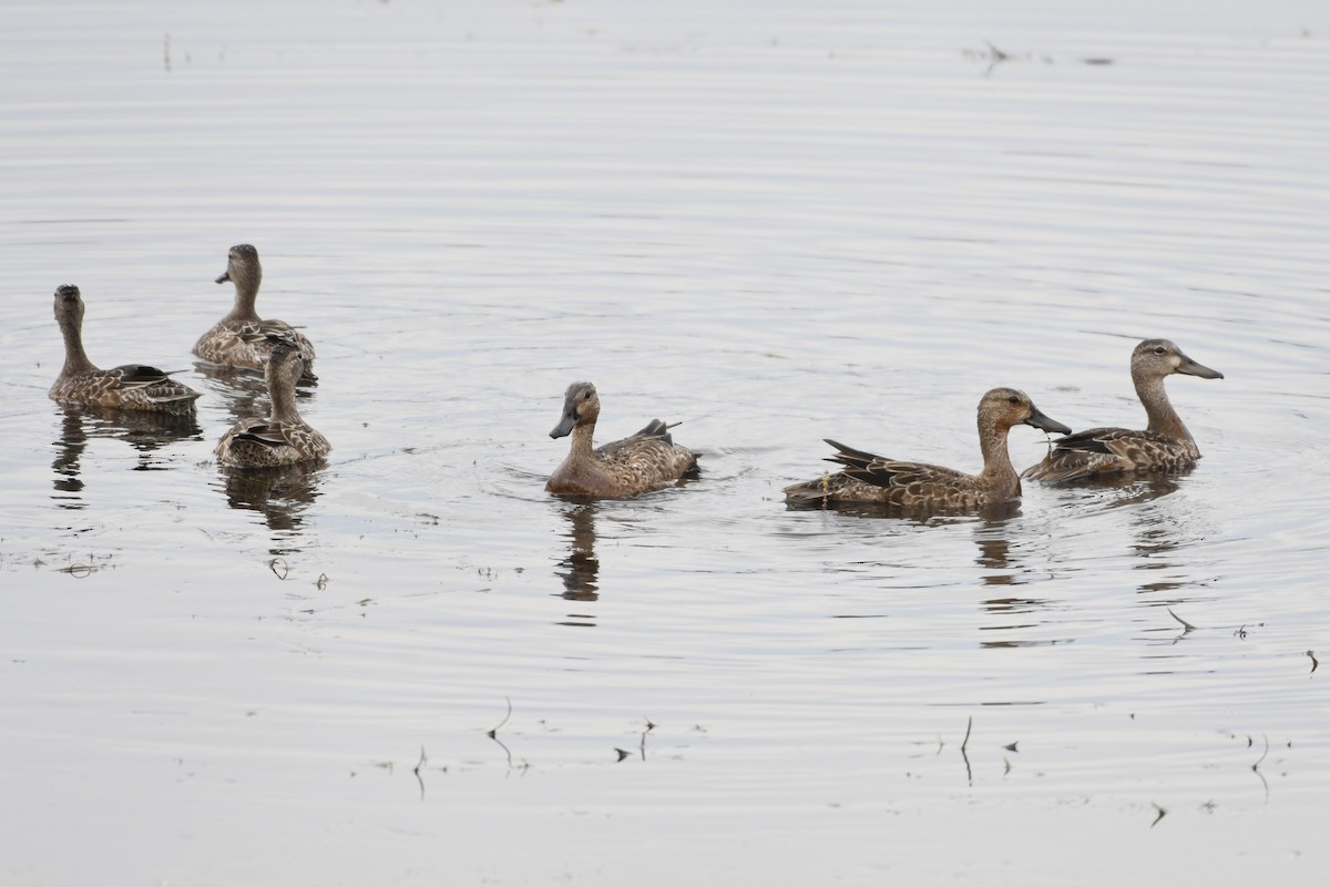 Blue-winged Teal - ML623897702