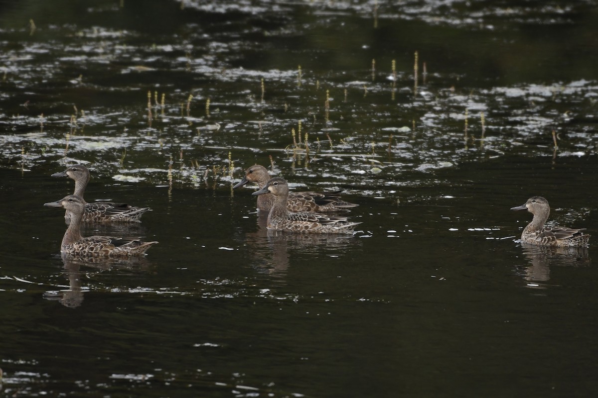 Blue-winged Teal - ML623897704