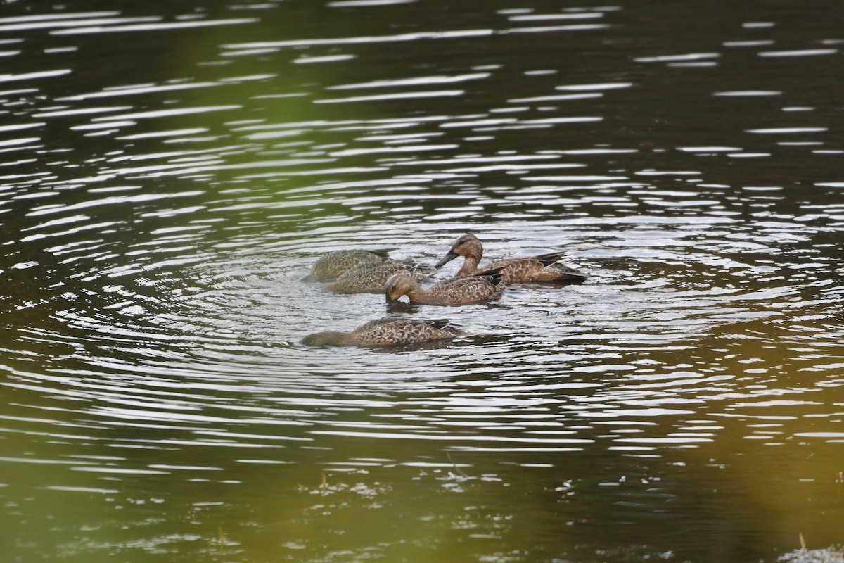 Blue-winged Teal - ML623897706