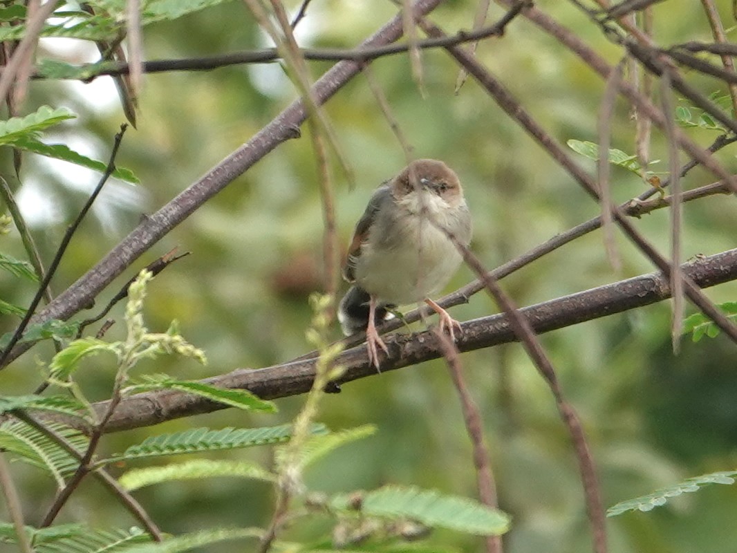 Singing Cisticola - ML623897709