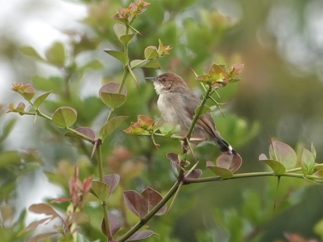 Singing Cisticola - ML623897713