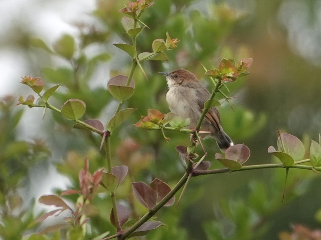 Singing Cisticola - ML623897714