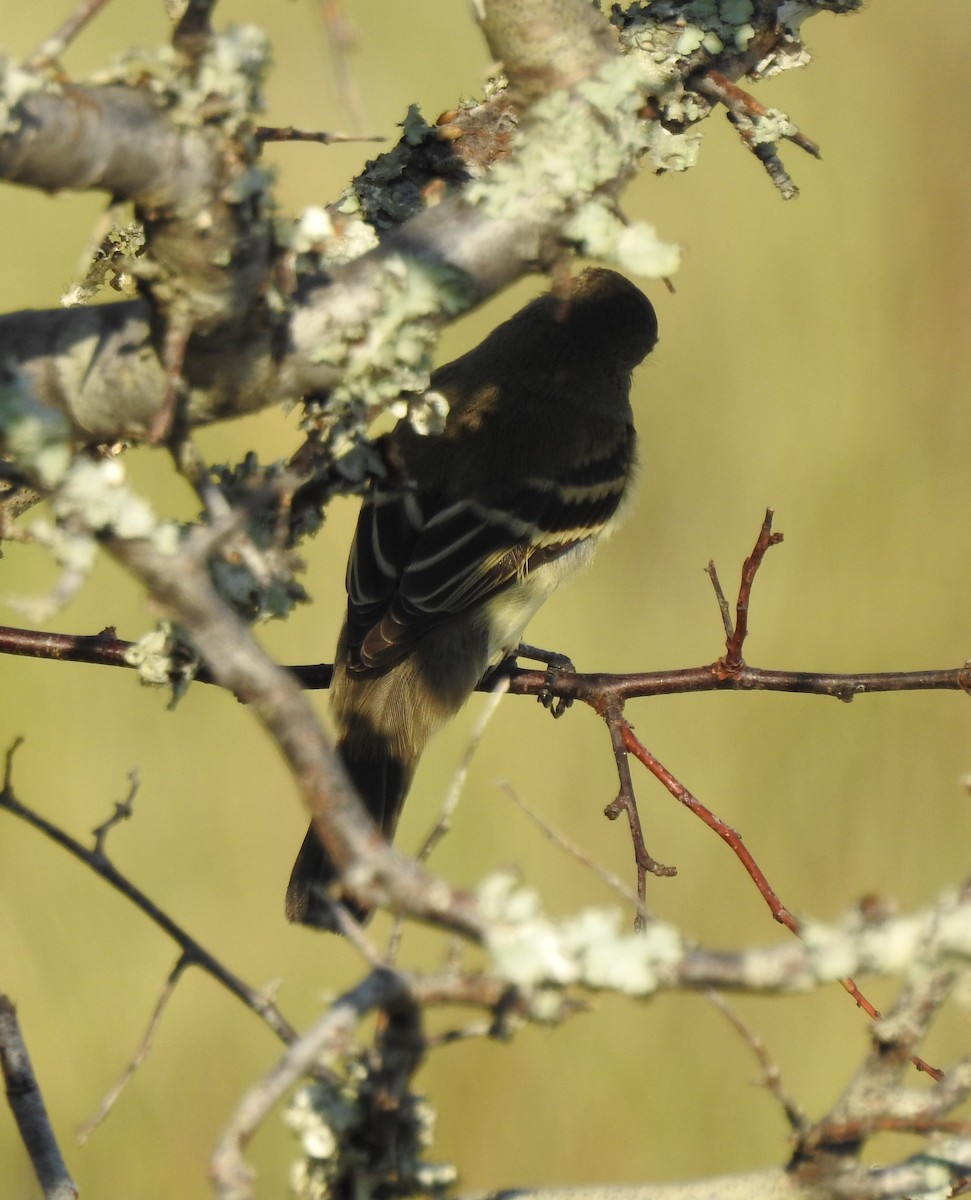 Empidonax sp. - ML623897716