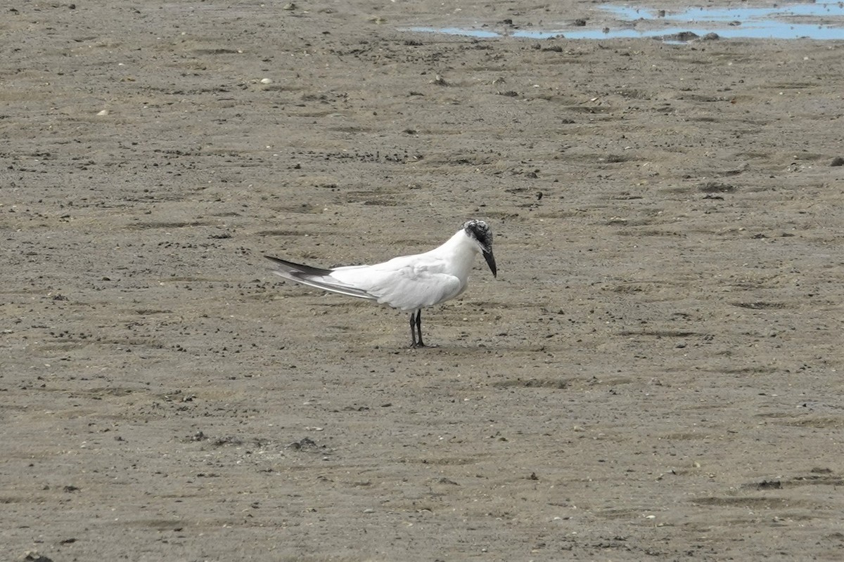 Australian Tern - ML623897717