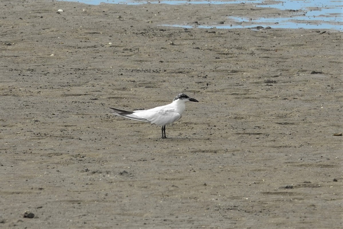 Australian Tern - Cynthia Su
