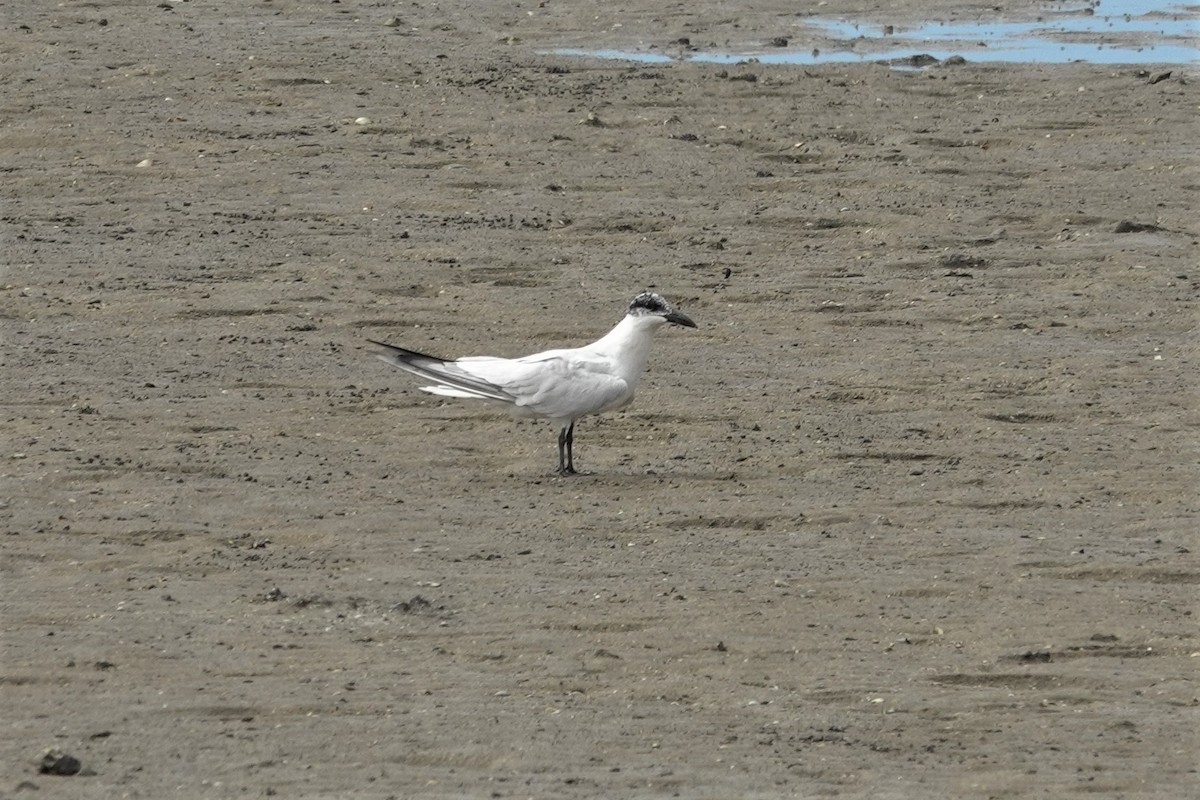 Australian Tern - ML623897719