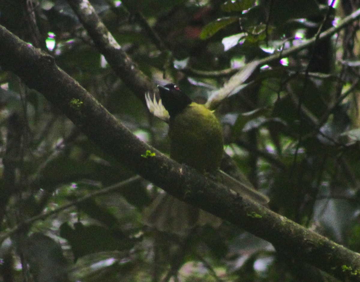 Black-headed Berryeater - ML623897730