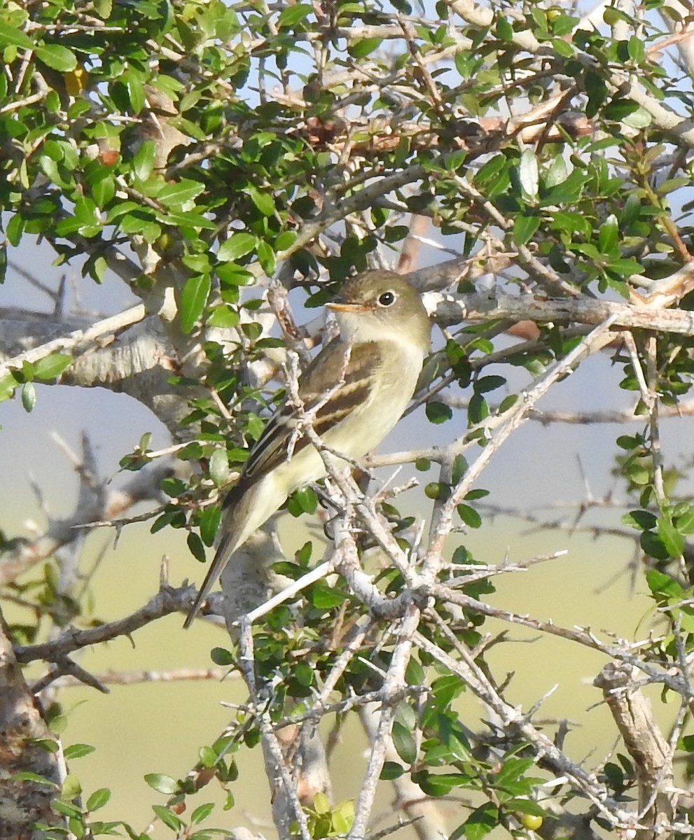 Empidonax sp. - ML623897734