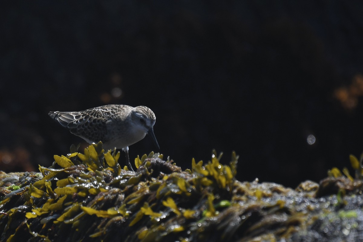 Semipalmated Sandpiper - ML623897748