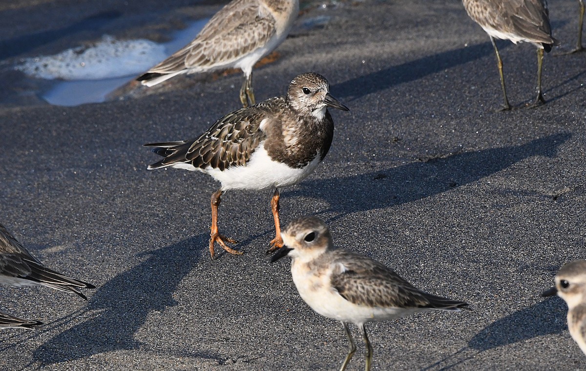 Ruddy Turnstone - ML623897750