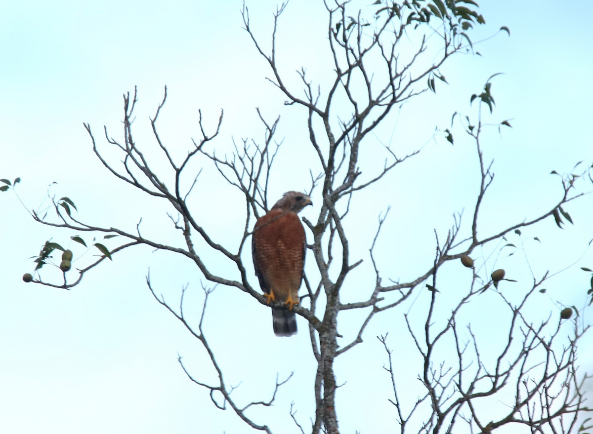 Red-shouldered Hawk - ML623897756