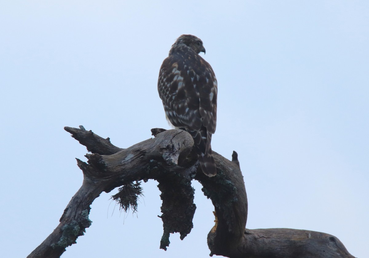 Red-shouldered Hawk - Ruth King