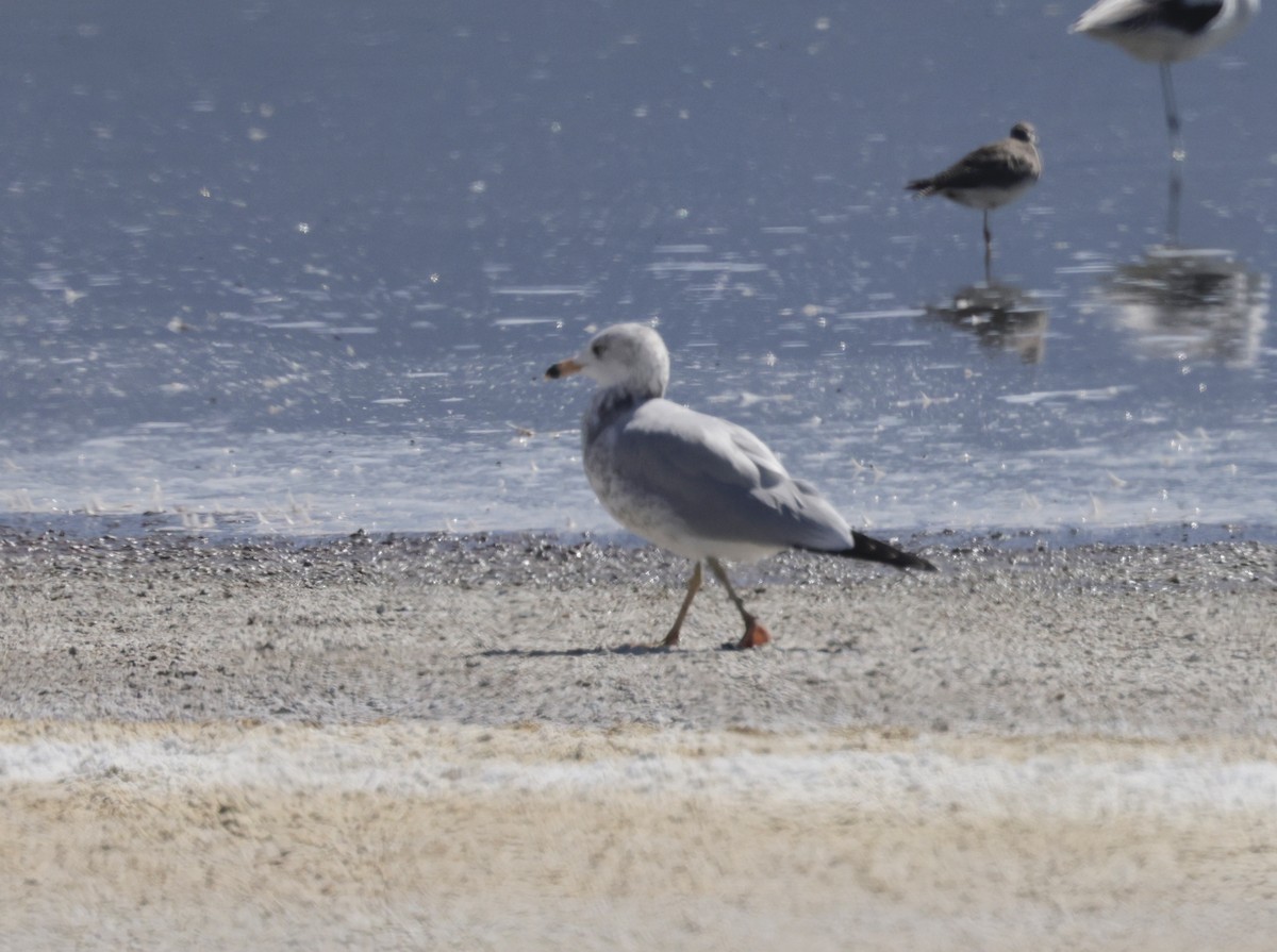 Ring-billed Gull - Ken Oeser