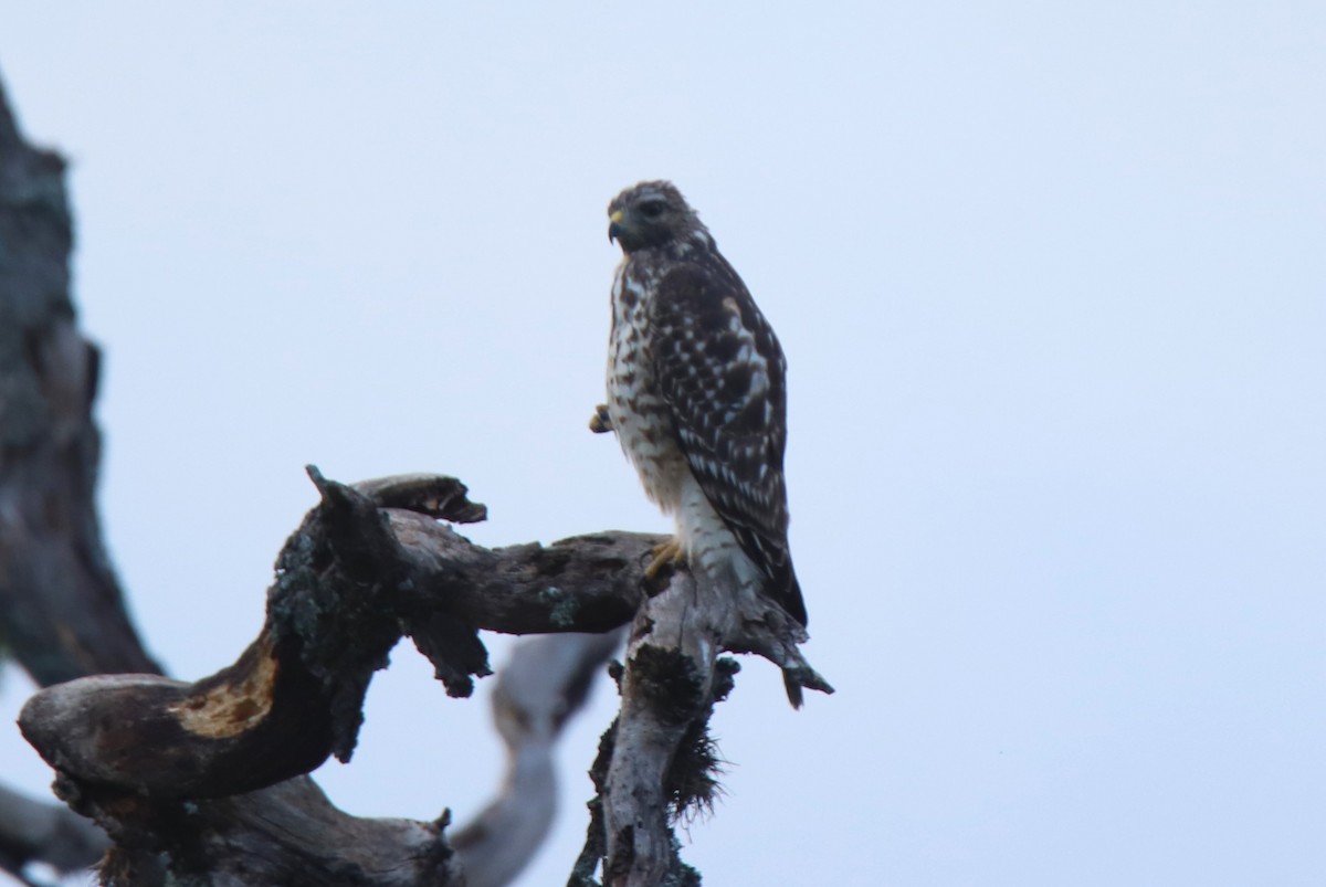 Red-shouldered Hawk - ML623897771